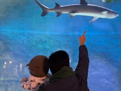 -烟台海昌鲸鲨海洋公园