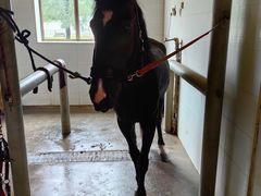 -北京群众马术培训基地