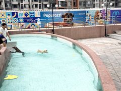 -帕帕拉兹宠物(亚洲旗舰店)