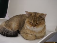 -飞行喵MR PILOT|猫舍·猫咖(静安大融城店)