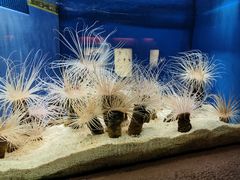 -上海海洋水族馆