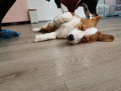 -浣熊柯尔鸭土拨鼠·电玩咖