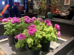 -杏花村水席楼·洛阳水席(老城十字街店)