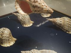 -青岛贝壳博物馆