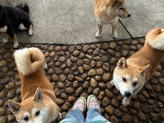 -柴犬高等学院·狗咖·柴犬售卖·宠物训练