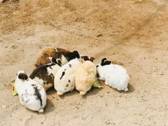 -前小桔亲子创意农场·草莓采摘·露营烧烤