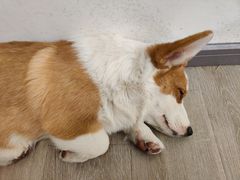 -浣熊柯尔鸭土拨鼠·电玩咖