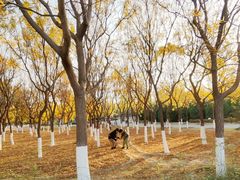 -永定河休闲森林公园