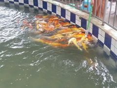 -广东茂名森林公园