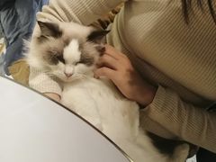 -喵喵咪呀布偶猫咖(春熙路店)