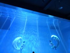 -芜湖新华联大白鲸海洋公园