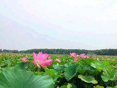 -洪湖生态旅游区