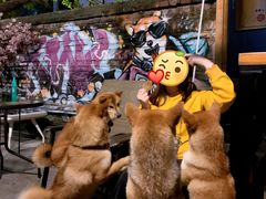 -柴犬高等学院·狗咖·柴犬售卖·宠物训练