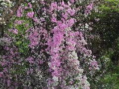 -深圳国际园林花卉博览园