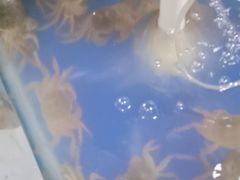 -阳澄湖大闸蟹·琼灵阁牌品牌连锁(吴中总店)