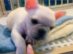 -1013 PET SHOP 宠物商店(近铁城市广场店)