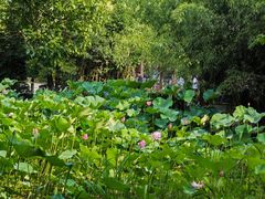 -沙家浜风景区
