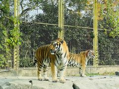 -上海野生动物园