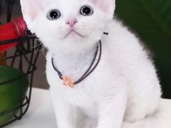 -十年猫舍·猫咪专门店(普陀店)