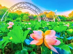 -上海共青森林公园