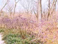-西湖风景区-江洋畈生态公园