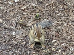 -五营红松林海景区
