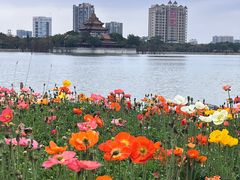 -顺峰山公园
