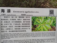 -大亚湾红树林城市湿地公园