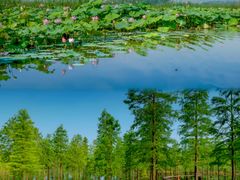 -池杉湖湿地公园