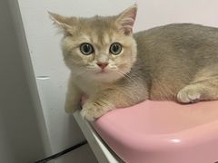 -御宝贝·A梦猫科宠物医院(国际猫友好医院)