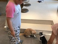 -飞行喵MR PILOT|猫舍·猫咖(静安大融城店)