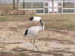 -盐城丹顶鹤湿地生态旅游区