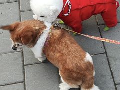 -多乐狗狗宠物训练工作室