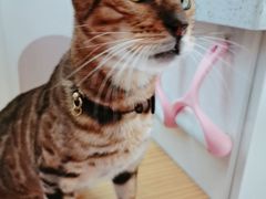 -李小姐の猫咖啡馆(五角场店)