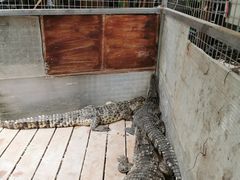 -呀路古热带植物园