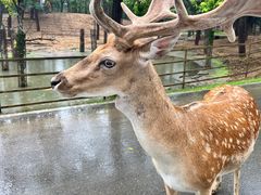 -秦皇岛野生动物园