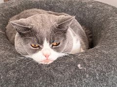 -Catmate·猫肥家润(金润铂宫店)