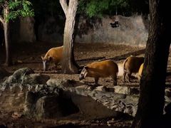 -清迈夜间动物园