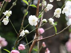 -桃花涧