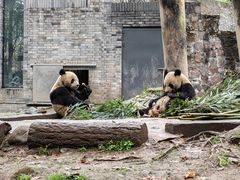 -都江堰中华大熊猫苑