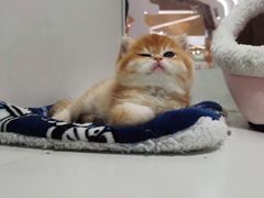 -1013 PET SHOP精品宠物商店(丁香店)