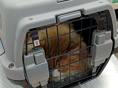 -纳吉亚猫专科动物医院博雅分院