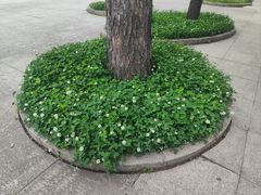 -黑龙江省森林植物园