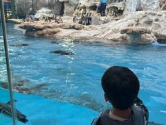 -帝企鹅自助餐厅•儿童岛•真企鹅(长隆企鹅酒店)