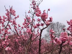 -无锡梅园公园