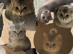 -瑞鹏宠物医院·骨科·猫科·内科(第一中心)