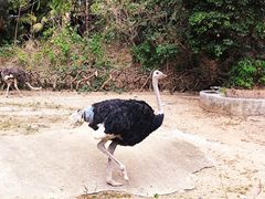 -深圳野生动物园