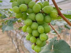 -尚果生态采摘园