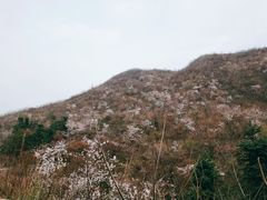 -樱花山风景区