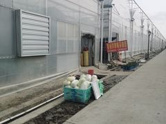 -喜杨洋草莓采摘园